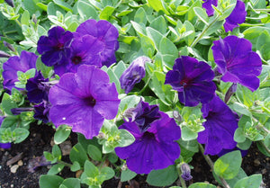 Petunia "Waves" Single Plant