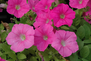 Petunia "Waves" Single Plant