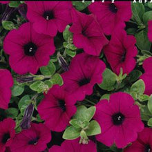 Load image into Gallery viewer, Petunia &quot;Waves&quot; Single Plant
