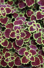 Load image into Gallery viewer, Coleus Trailing Single Plant
