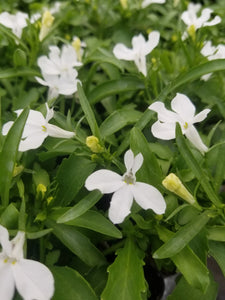 Lobelia "Techno Heat Trailing" Single Plant