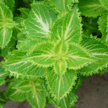 Load image into Gallery viewer, Coleus Single Plant
