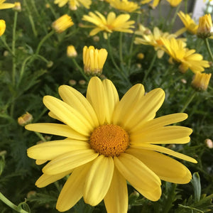 Argyranthemum "Butterfly Daisy" Single Plant