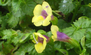 Torenia "Wishbone" Single Plant