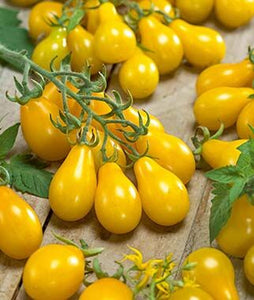 Tomato "Yellow Pear" 4 Plant-Pak