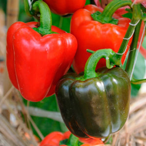 Bell Pepper  4 Plant-Pak