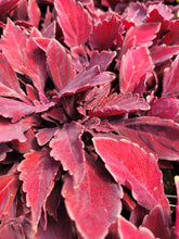 Load image into Gallery viewer, Coleus &quot;Street&quot; Series Single Plant
