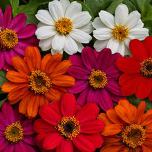 Load image into Gallery viewer, Zinnia Assorted 4 Plant-Pak
