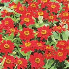 Load image into Gallery viewer, Zinnia Assorted 4 Plant-Pak
