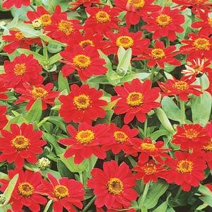 Zinnia Assorted 4 Plant-Pak