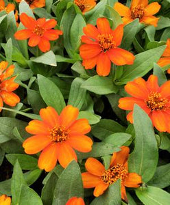 Zinnia Assorted 4 Plant-Pak