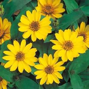 Zinnia Assorted 4 Plant-Pak