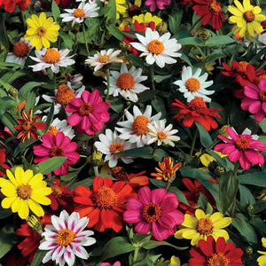 Zinnia Assorted 4 Plant-Pak