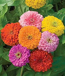 Zinnia Assorted 4 Plant-Pak